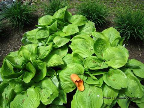 AUX MILLE HOSTAS